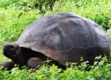Imagen Tortuga gigante